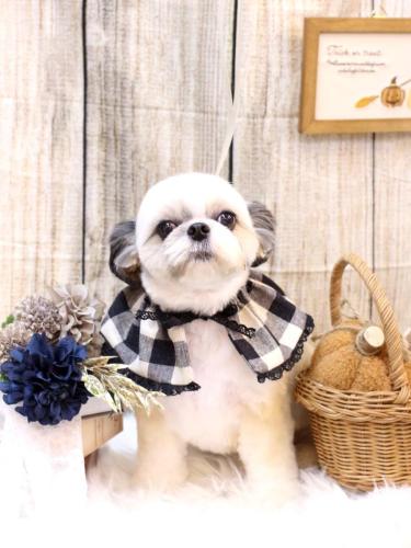 20241008こむぎちゃん